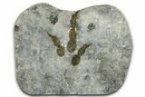 Dinosaur (Grallator) Track - Negative Impression #366829-1